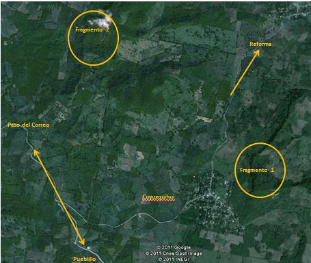 y el centro-norte del estado de Veracruz (INFDM, 2005). La zona de estudio comprende dos fragmentos de selva mediana subperennifolia separadas entre sí por una distancia de 2.5 km. (Fig. 2).