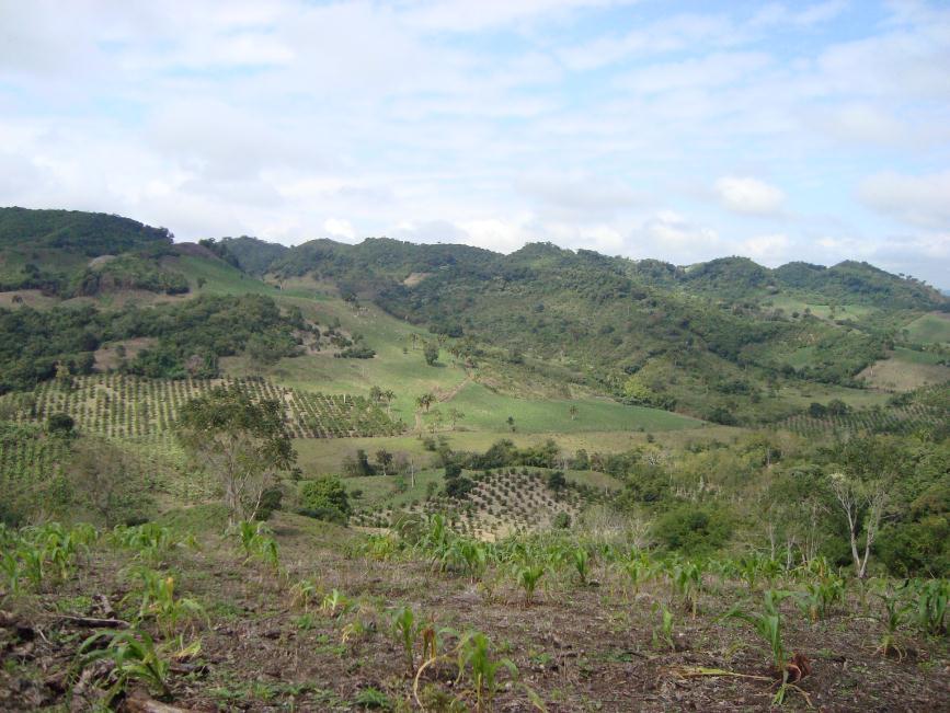 El ejido de Cuyuxquihui se encuentra a una altura de 200 msnm. El tipo de vegetación dominante es el de selva mediana subperennifolia.