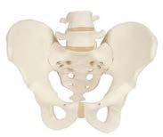 MATERIAL DIDÁCTICO 26 MODELOS PELVIS Esqueleto de pelvis Consta de los huesos de la cadera, el sacro con