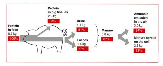 4.2 APLICACIÓN DE TÉCNICAS NUTRICIONALES IMPORTANCIA DE SU APLICACIÓN Proteína en el pienso 8,7 Proteína en el tejido animal 2,9 kg. Orina 4,4 kg. Heces 1,4 Kg.