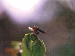 (4 mm de largo) es un importante consumidor de ninfas de mosca blanca y piojo blanco