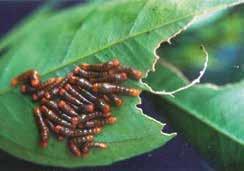 Los insectos dañinos y su control Foto: Guillermo León M. Figura 81. Las larvas del gusano perrito Papilio (Heraclides) anchisiades se alimentan de las hojas de los cítricos y viven en forma gregaria.