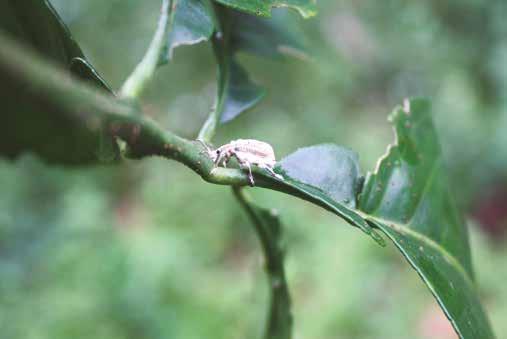 Insectos y ácaros de los cítricos En Colombia, el control biológico del picudo de los cítricos Compsus viridivittatus (Guérin-Méneville) (Coleoptera: Curculionidae: Entiminae) se realiza mediante