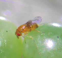 Cuando nace la larva de la avispa benéfica, comienza a alimentarse del contenido interno del huevo de la plaga y de esta forma impide el normal desarrollo del insecto dañino (Flint & Dreistadt, 1998).