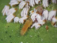 En los Llanos Orientales, recientemente, se han reportado parasitoides de gran importancia en el control natural de piojo blanco por su frecuencia y distribución, como Encarsia lounsburyi de la