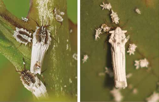 Los insectos dañinos y su control a b Fotos: Takumasa Kondo Figura 45.