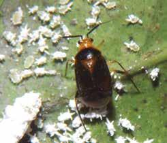 El crecimiento y establecimiento de los hongos entomopatógenos se asocia frecuentemente a variaciones de temperatura y altas precipitaciones.