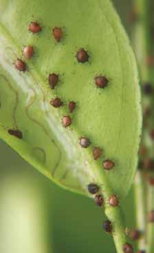 Los áfidos se pueden encontrar afectados en menor grado por hongos entomopatógenos como Entomophthora sp., el cual afecta adultos y ninfas de la plaga (Vélez, 1997).