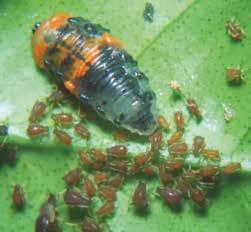 (figura 62), insectos pertenecientes a la familia Chrysopidae del orden Neuroptera, y las mariquitas Coccinella septempunctata, pertenecientes a la familia Coccinellidae del orden Coleoptera,