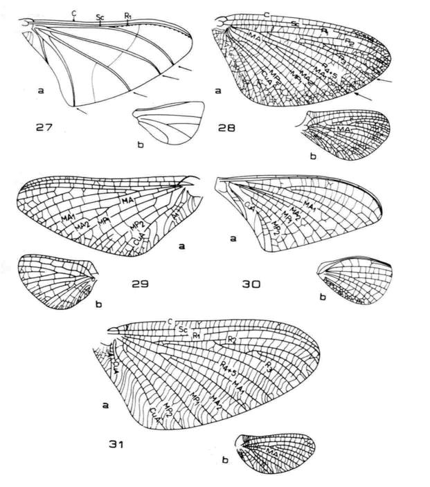 27: Lachlania (Oligoneuriidae), Alas, a = anterior, b = posterior; 28: Ephoron (Polymitarcyidae : Polymitarcyinae), Alas, a = anterior, b = posterior; 29: Hexagenia (Ephemeridae), Alas, a = anterior,
