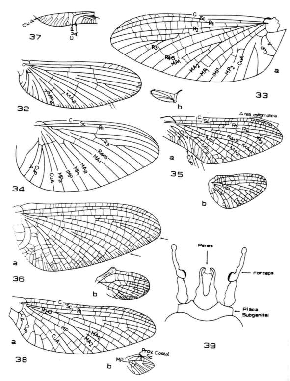 32: Baetidae, Ala anterior; 33: Haplohyphes (Leptohyphidae), Alas, a = anterior, b = posterior; 34: Caenis (Caenidae), Ala anterior; 35: Siphlonella (Oniscigastridae), Alas, a = anterior, b =