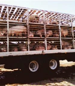 CONCLUSIONES El proceso de transporte de porcinos en el país y específicamente en el estado de Querétaro tiene un área de oportunidad muy importante; los productores o introductores de cerdo en el