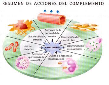 Moléculas inmunitarias El sistema de complemento es un complejo sistema de proteínas del suero
