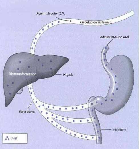 Farmacocinética: biotransformación, primer paso Los fármacos que se absorben en el intestino pueden ser biotransformados por enzimas en la pared intestinal y en el hígado