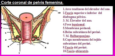 Músculo de Wilson Fascia perineal de Gallaudet Fascia de Delbet o Fascia Sacrorectogenitovesicopubiana Tabique vesicovaginal (de Halban) Tabique vaginorrectal (de