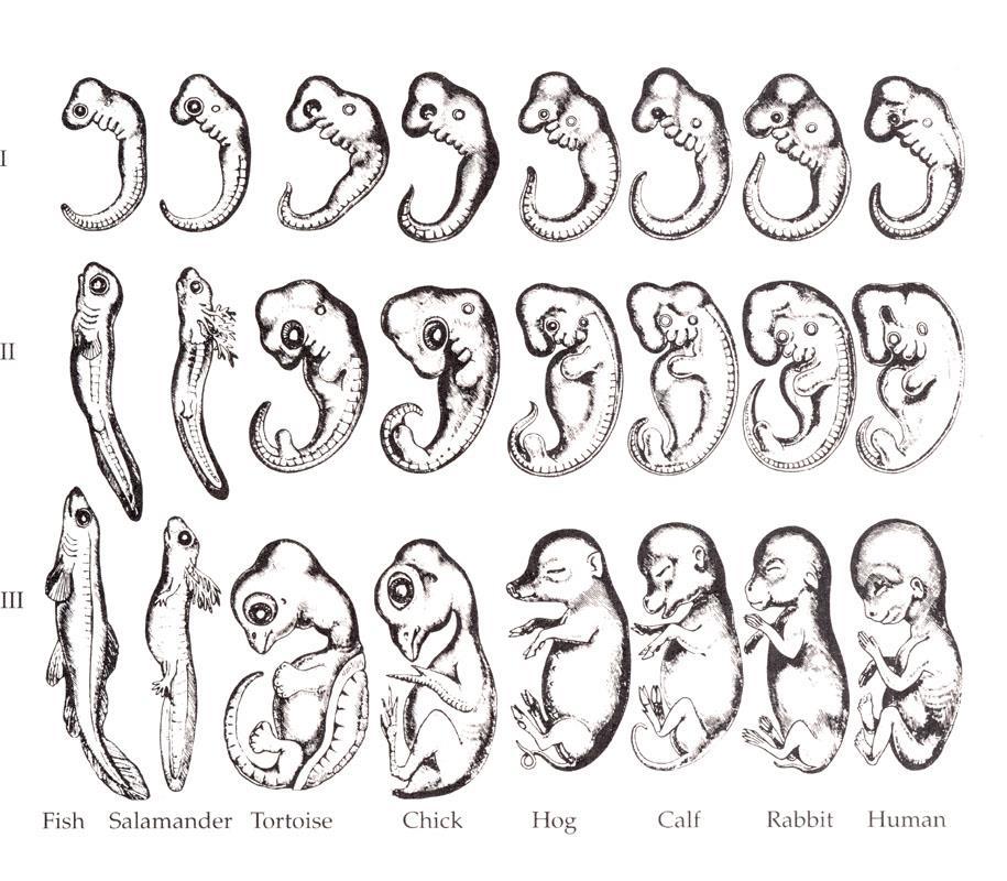 Figura 2. Copia de los dibujos de embriones de distintas especies realizados por Haeckel.