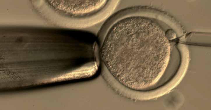 Biotecnologías reproductivas: Producción y criopreservación de embriones bovinos in vitro CARMEN DÍEZ MONFORTE. Área de Genética y Reproducción. Centro de Biotecnología Animal. SERIDA. mcdiez@serida.