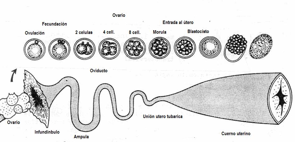 Figura 3: Desarrollo embrionario temprano del embrión de