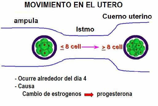 Movimiento del embrión hacia el útero Recuperación,