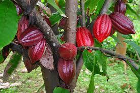 El cacao es muy sensible a los cambios en el clima Los eventos climáticos asociados al CC (inundaciones, sequías, olas de