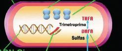 Síntesis de la pared celular Beta-lactámicos Glucopéptidos Fosfomicina ANTIMICROBIANOS SITIOS BLANCO Síntesis de proteínas Inhibidores 50 S Inhibidores 30 S MASK - Lincosamidas Aminoglucósidos