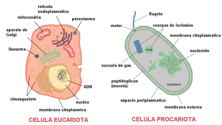 LA CÉLULA 1. Concepto La célula es le componente básico de todos los seres vivos.