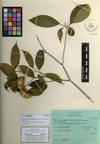 Como resultado de la actividad realizada por el Instituto a lo largo de casi 4 décadas de trabajo y como un aporte al conocimiento de la flora mexicana se han colectado miles de ejemplares.