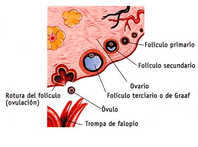 Fases del ciclo ovárico: FOLICULAR: rápido crecimiento y maduración de un folículo OVULACIÓN: expulsión del óvulo que es recogido de la