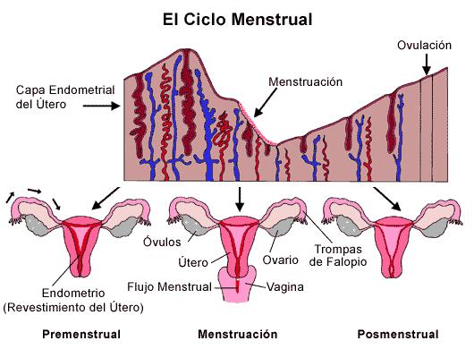 En la fase pre- menstrual, la mucosa uterina o endometrio se hace más