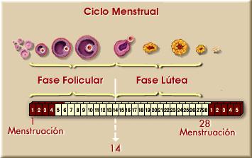 fecundación no tiene lugar, el endometrio se destruye.