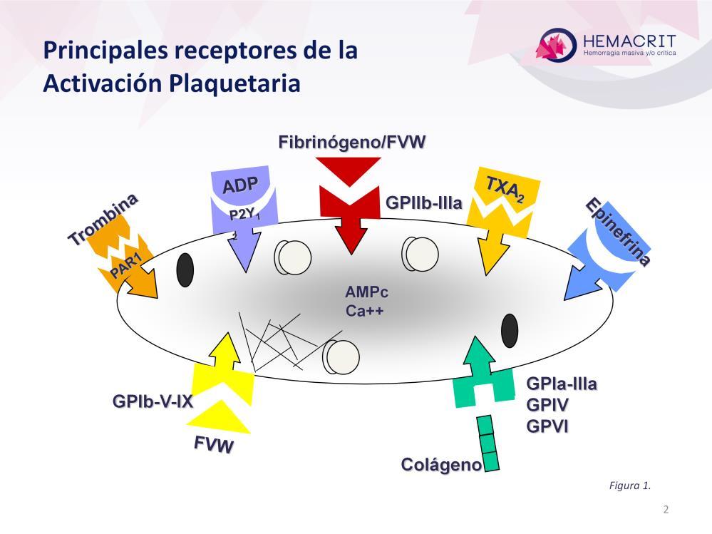 La membrana de la plaqueta posee una serie de GP que contienen receptores específicos: las GPIa-IIIa, IV y VI; la GPIb (para el FVW); y la GPIIb-IIIa (para el fibrinógeno).