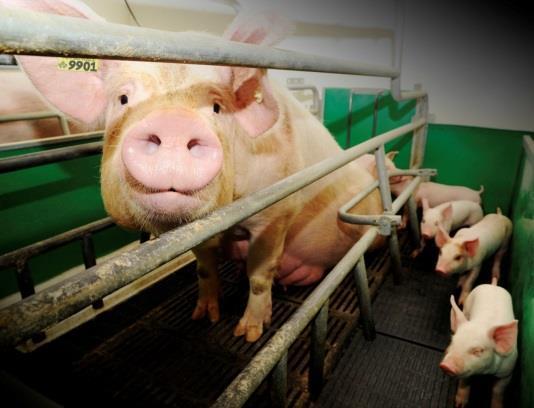 Implantación del sistema de ATQ en la industria porcina canadiense Evaluación de las necesidades del sector porcino y apoyo al desarrollo estratégico ligado a la puesta en pie del sistema.