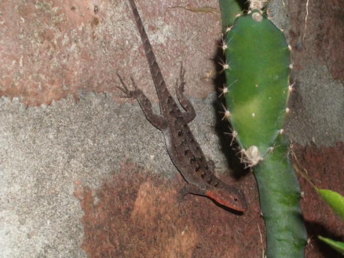 iguana rhinolopha ( Iguana)