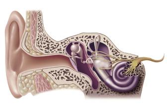 El oído interno incluye una estructura con forma de caracol que se denomina cóclea.