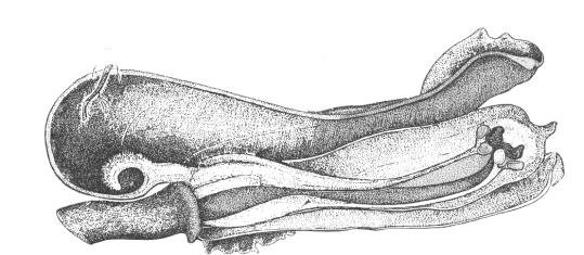11 Fumaria officinalis Pétalo inferior, cara dorsal Corte longitudinal de la flor mostrando el apéndice nectarífero y la posición de los 2 fascículos de estambres Sépalo Pétalo lateral,