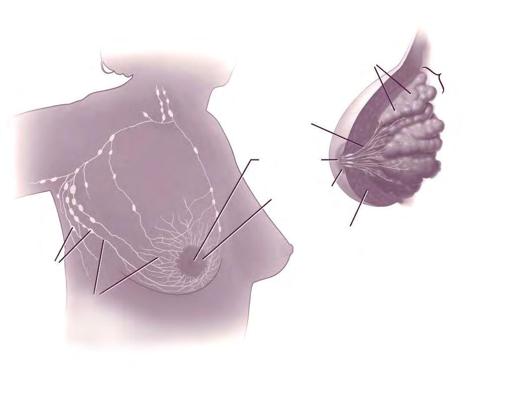 Anatomía del seno Lobulillos Lóbulo Conductos Pezón