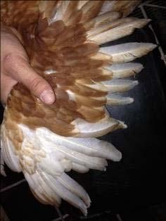 daños en las plumas