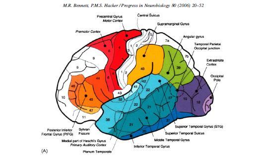 CITOARQUITECTURA DE LA CORTEZA (1909) Vista lateral de la corteza cerebral con indicación de las áreas de Brodmann (BA).