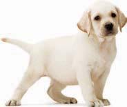 Contribuye al correcto desarrollo de la sólida estructura ósea del cachorro de Labrador gracias al contenido adaptado de energía, proteínas, calcio y fósforo.