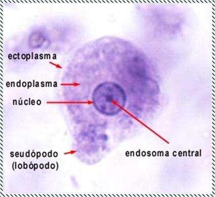 que contiene los organelos llamada endoplasma.