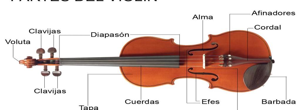 Todos los instrumentos de cuerda tienen cuatro cuerdas, las mismas partes y aproximadamente la misma forma.