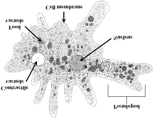 CARACTERÍSTICAS GENERALES DE LAS AMIBAS Células eucariontes muy primitivas. Sólo miden decenas de micras. Producen pseudópodos alimento (fagocitosis).