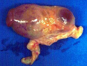 Ovario de Vaca Complejo Cumulo Ovocitario Folículo Cuerpo Lúteo Ovocito Bovino Pronucleos
