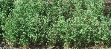 alfalfa (cultivar Monarca) en función de la