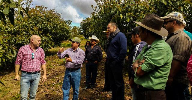 Plan Trifinio podría comercializar aguacate Hass con España aguacate de la zona de Hondureña del Trifinio.