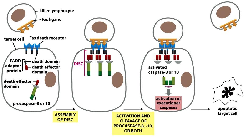 VÍA EXTRÍNSECA Control de la apoptosis linfocito T citotóxico ligando Fas célula diana receptor Fas proteínas adaptadoras complejo de señalización caspasa-8 o 10 activada