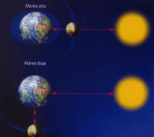 LAS MAREAS Cuando el Sol y la Luna están alineados frente a la Tierra y ejercen sus fuerzas de atracción en la misma dirección sobre nuestro