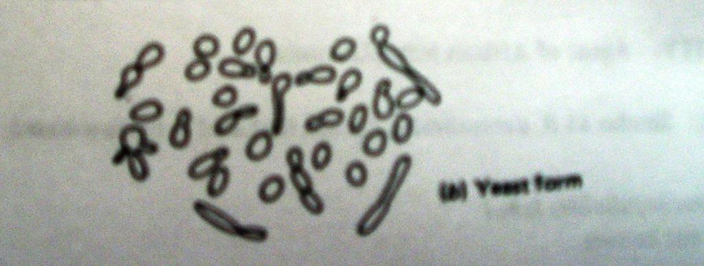 Microconideas: lisas (2-5µm diam) se disponen sobre ramificaciones cortas