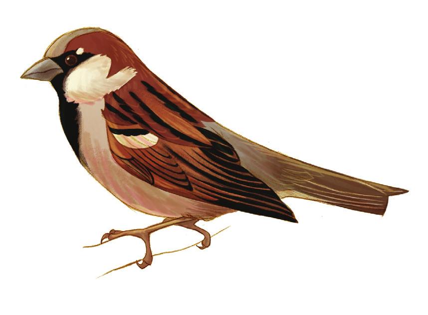 Notaste algún patrón de colores interesante en el plumaje del ave? Tenía rayas en su cabeza o en sus alas?