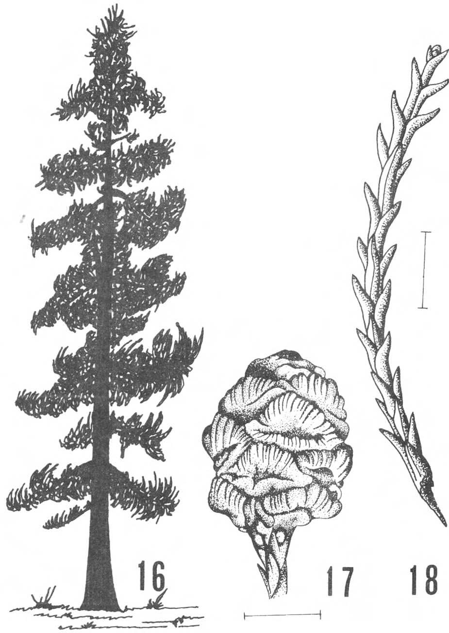 Las especies de Taxodiaceae cultivadas en Chile Sequoiadendron giganteum. Fig.